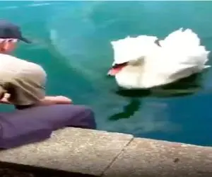 نبض وحش؛ قوی شکم پرست خر میکنن آشغال حلقشو دربیارن بچه هاشو ندیده از دنیا نره