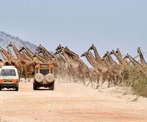 عبور زرافه های وحشی از عرض خیابان !