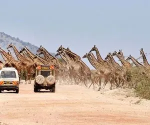 عبور زرافه های وحشی از عرض خیابان !