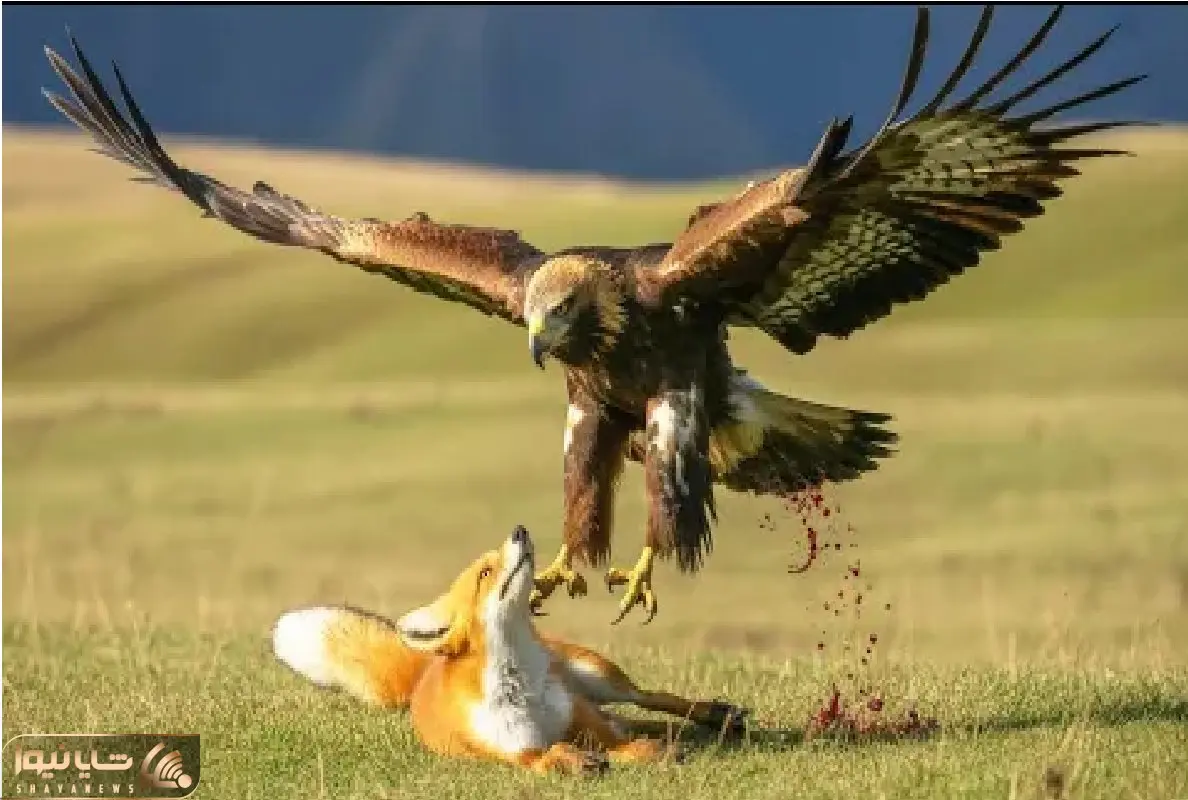 مستند حیات وحش؛ نبرد جان سختانه عقاب و روباه برای بلع لاشه