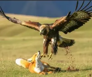 مستند حیات وحش؛ نبرد جان سختانه عقاب و روباه برای بلع لاشه