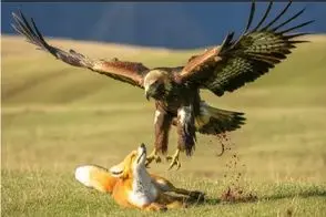 مستند حیات وحش؛ نبرد جان سختانه عقاب و روباه برای بلع لاشه