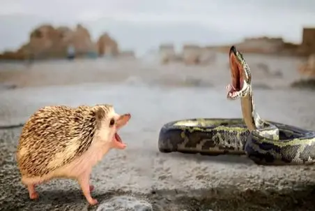 مستند حیات وحش؛ مار از ترس جوجه تیغی سکته کرد!