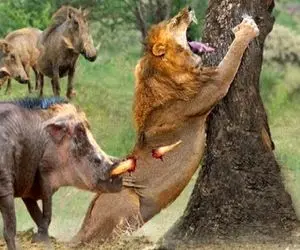 مستند حیات وحش؛ گراز، شیر نیمه‌جان را در آیینی خونین فرو برد