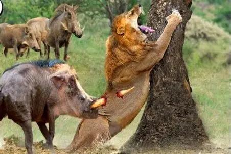 مستند حیات وحش؛ گراز، شیر نیمه‌جان را در آیینی خونین فرو برد