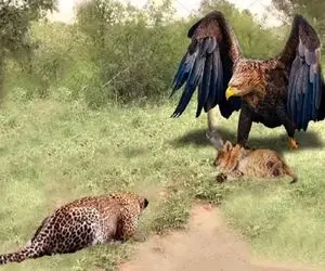 جذابیت حیات وحش؛ متوقف کردن شکار وحشیانه پلنگ برای محافظت از کودک عقاب