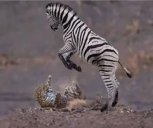 شاهکار حیات وحش؛ خر درون گورخر بل میگیره پلنگ رو چک و لگدی میکنه