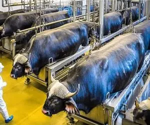 فرآوری بوفالو؛ بوفالو تنومند شقه میکنن برای تولد یک استیک مجلل