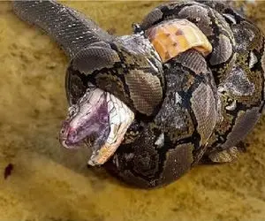 بدایع حیات وحش؛ شاه کبری پیچید به برادرش قطرشو دو برابر کنه