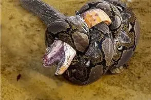 بدایع حیات وحش؛ شاه کبری پیچید به برادرش قطرشو دو برابر کنه