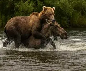 مستند حیات وحش / طغیان خرس و اسب نجیب روی برکه برای بقا