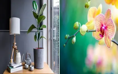 گیاهانی که آب دادن زیاد بهشون باعث خرابی میشه/ آبیاری افراطی برابر فاجعه برای گیاه