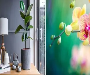 گیاهانی که آب دادن زیاد بهشون باعث خرابی میشه/ آبیاری افراطی برابر فاجعه برای گیاه