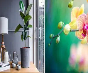 گیاهانی که آب دادن زیاد بهشون باعث خرابی میشه/ آبیاری افراطی برابر فاجعه برای گیاه