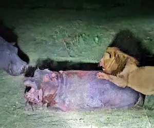 از جذابیت های حیات وحش؛ تلاش مذبوحانه اسب آبی برای نجات دوست از دست شیرها