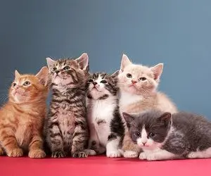 عاشقان گربه ببینند؛ وحشت از ورقه فویل این حیوان را دیوانه می کند!