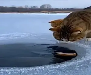 مستند حیات وحش؛ جوری که این گربه ماهی میگیره برا ماهیگیرا قفله