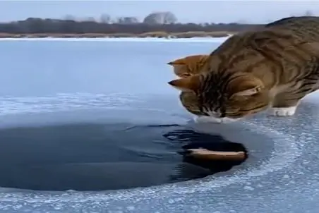 مستند حیات وحش؛ جوری که این گربه ماهی میگیره برا ماهیگیرا قفله