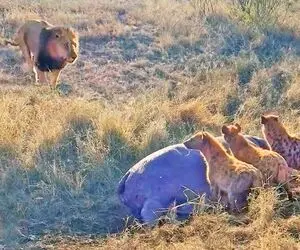مستند حیات وحش؛ حمله مرگبار شیر به کفتارهای مشغول خوردن اسب آبی