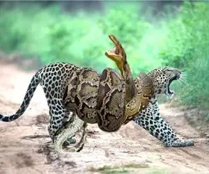 مستند حیات وحش؛ عناد بی امان پیتون غول و یوزپلنگ برای بلع دیگری