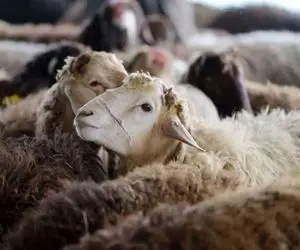 (جدول) قیمت دام زنده امروز ۴ دی ۱۴۰۳/ برابری قیمت گوساله زنده در تمامی استان‌ها 