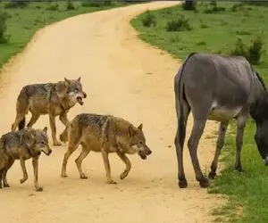 جذابیت حیات وحش؛ احدی حریف خر بازی خر نمیشه!