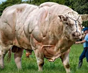 فرآوری گاو؛ گاو رو با تکنولوژی مدرن 25000 کیلویی کردن برای مسابقه گاو آهنین