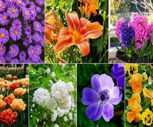 گیاهان گلدار پاییز و زمستان؛ تو سرما هم از دیدن زیبایی محروم نباش، مناسب حیاط و بالکن