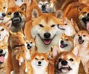 حماسه ای متحیر؛افزایش خریداران شیبا!