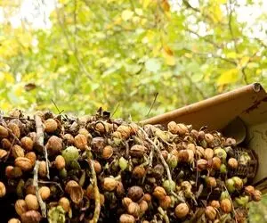 کشاورزی نوین؛ با ماشین های پیشرفته مخصوص چیدن آجیل تو 10 ثانیه 1000 تا گردو میچینن