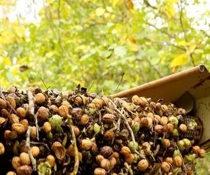 کشاورزی نوین؛ با ماشین های پیشرفته مخصوص چیدن آجیل تو 10 ثانیه 1000 تا گردو میچینن