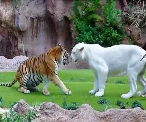 مستند حیات وحش؛ جدال سبعانه ببر و شیر سفید برای اثبات حاکمیت
