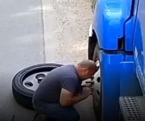 معماری طبیعت؛ شیر خیال کرد با مرد دلی از عزا درمیاره ولی دست از پا درازتر برگشت