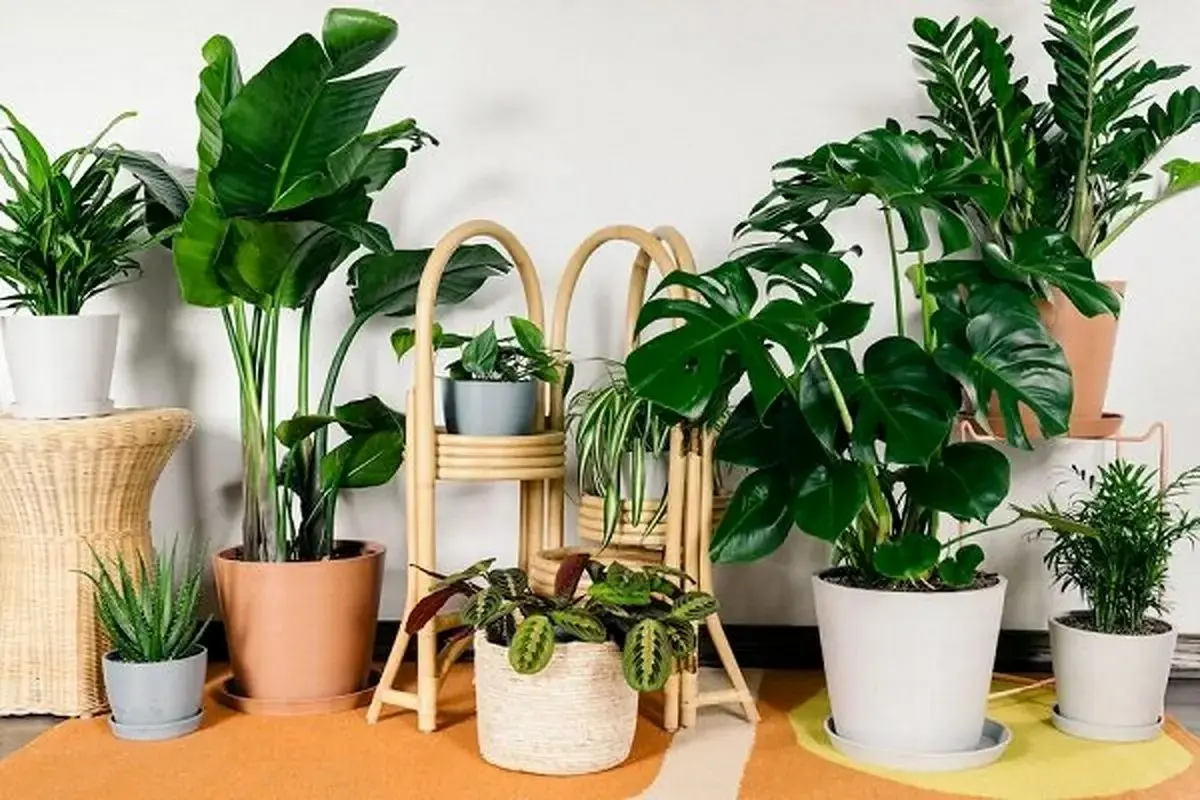 گیاهان آپارتمانی خنک کننده هوا