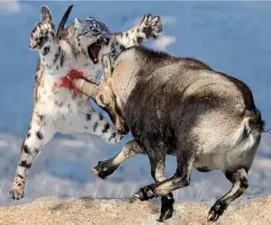 بدایع حیات وحش/بز هیمالیایی عین هلیکوپتر از کوه فرود اومده تا از پلنگ فرار کنه