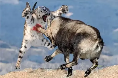 بدایع حیات وحش/بز هیمالیایی عین هلیکوپتر از کوه فرود اومده تا از پلنگ فرار کنه