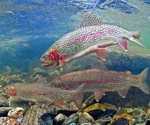 قزل آلای رنگین کمانی چیست؟ - چرا و چگونه ماهی قزل آلای رنگین کمانی پرورش دهیم؟