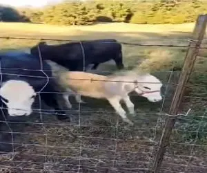 طنز حیات وحش؛ الاغ کودن همه گاوها رو جفتک بارون میکنه خودش آب بخوره