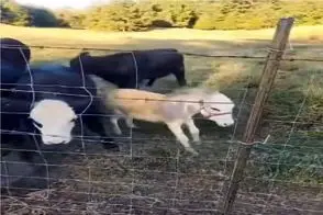 طنز حیات وحش؛ الاغ کودن همه گاوها رو جفتک بارون میکنه خودش آب بخوره