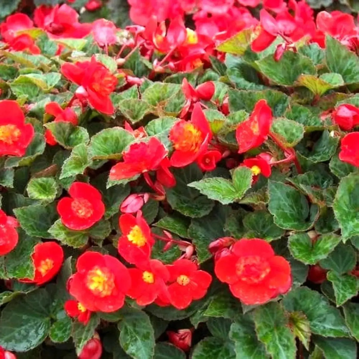 گلدار3