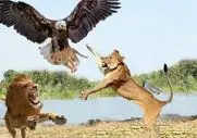 مستند حیات وحش؛ عقاب قسی القلب توله شیر پناه آورده به درخت چپاول میکنه