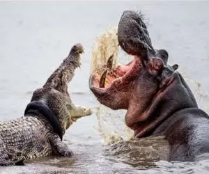 نبرد حیات وحش/ جنگ خونین بین تمساح و اسب آبی تا سرحد مرگ با هم میجنگند