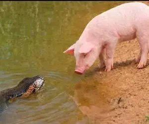 مستند حیات وحش؛ آناکوندای غول پیچید به خوک قلمبه ببلعه