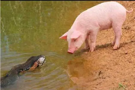 مستند حیات وحش؛ آناکوندای غول پیچید به خوک قلمبه ببلعه