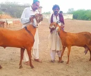 حیوانات غول جثه؛ ببینید این بزرگ ترین و سنگین ترین بز جهان است که 400 کیلو وزن داره