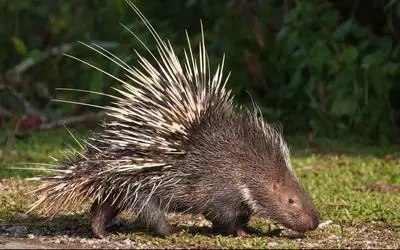 بدایع حیات وحش/تیغ اندازی وحشتناک جوجه تیغی به صورت پسر بچه