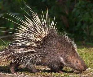 بدایع حیات وحش/تیغ اندازی وحشتناک جوجه تیغی به صورت پسر بچه