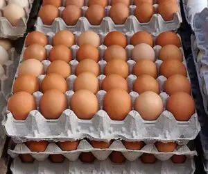 قیمت تخم مرغ امروز دوشنبه 9 شهریور 1405 / تخم مرغ شانه ای 800 یعنی چه؟
