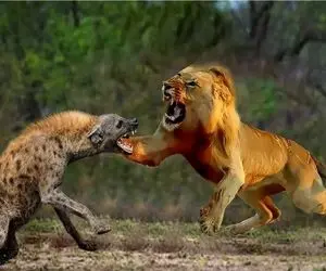 مستند حیات وحش؛ شیر حمله کرد به لاشخور گلوشو جر داد