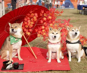 پیش بینی قیمت شیبا اینو برای این هفته